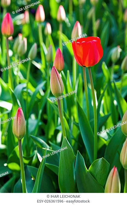flower bed on which grow red tulips. Close-up