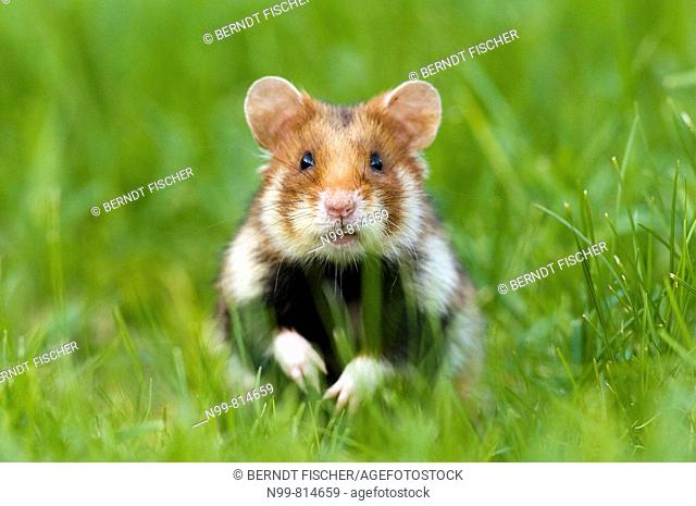 Common hamster (Cricetus cricetus), standing in grass, urban biotope in the city of Vienna, Austria