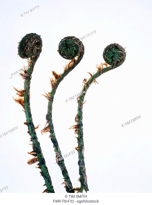 Dryopteris - variety not identified, Fern - Buckler fern