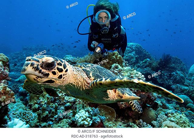 Diver and Green Sea Turtle / Chelonia mydas
