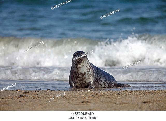 common seal - lying at the beach / Phoca vitulina