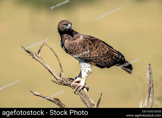 Martial eagle looks down from dead tree