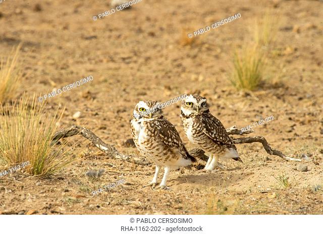 Burrowing owl (Speotito cunicularia), Patagonia, Argentina, South America