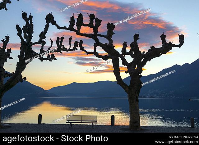 Bare Tree and a Bench on Alpine lake Maggiore with Mountain and Moon Light in Dusk in Ascona, Switzerland