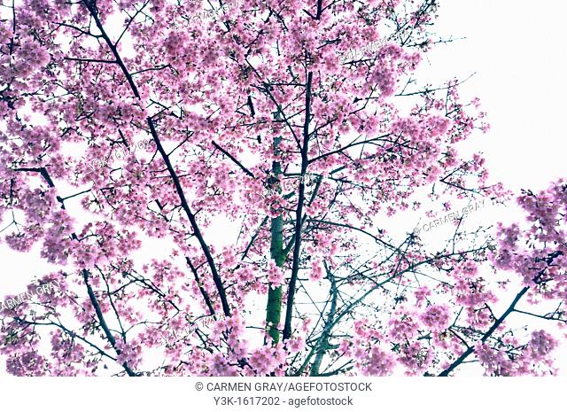 Branches of a cherry tree with pink flowers, white sky background, London, England, UK