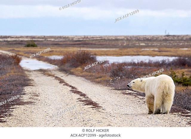 Polar Bear, Ursus maritimus, in the Churchill Wildlife Management Area, Hudson Bay, Churchill, Manitoba, Canada