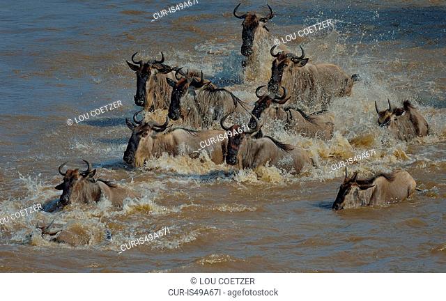 Group of Western white-bearded wildebeest (Connochaetes taurinus mearnsi) in river, Mara Triangle, Maasai Mara National Reserve, Narok, Kenya, Africa