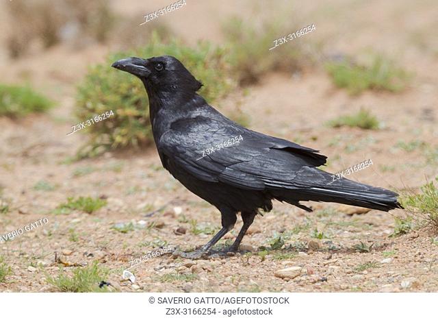 African Northern Raven (Corvus corax tingitanus), side view of an adult standing on the ground in Morocco