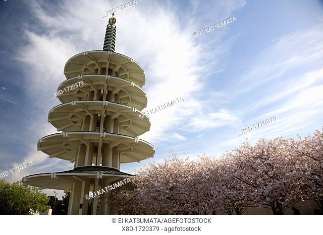 Japanese sakura cherry blossom trees in bloom at Peace Plaza in Japantown, San Francisco, California, USA
