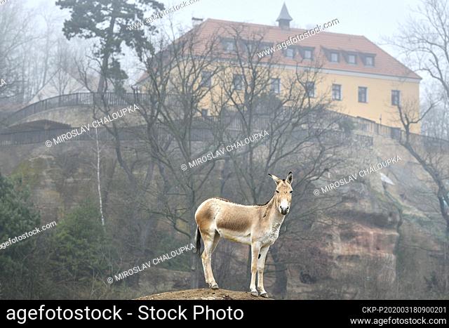 Turkmenian Kulan (Equus hemionus kulan) enjoys unusual quietness in the Plzen Zoo, Czech Republic, on Wednesday, March 18, 2020