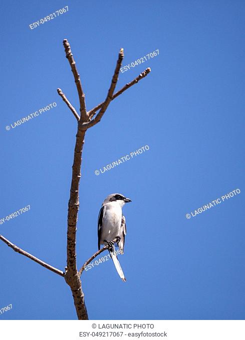 Loggerhead shrike bird Lanius ludovicianus perches on a tree in Fort Myers, Florida