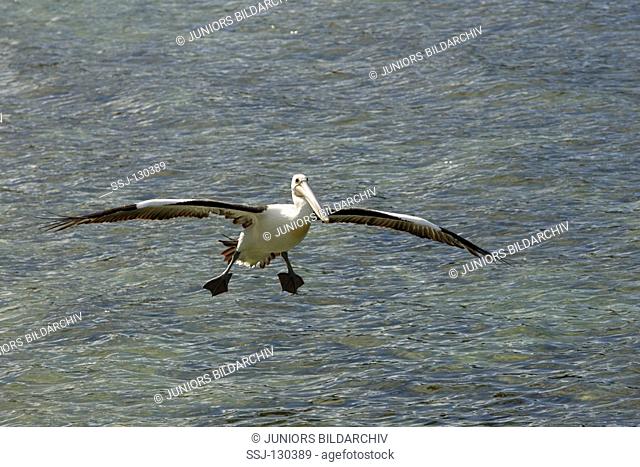 Australian pelican - flying - Pelecanus conspicillatus