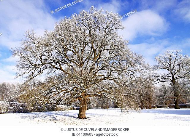 Snow-covered Pedunculate Oak in a park, English Oak (Quercus robur), in winter