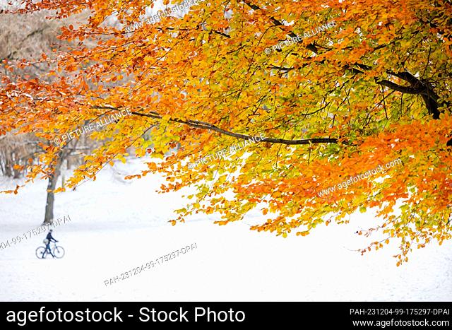 04 December 2023, North Rhine-Westphalia, Cologne: A single autumn-colored tree stands in the middle of a snowy winter park by the Aachener Weiher pond