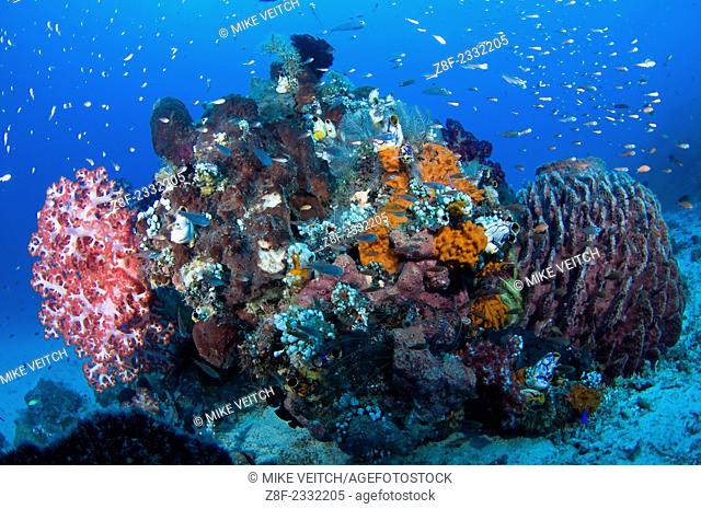 Soft corals, Dendronephthya sp., and a barrel sponge, Xestospongia sp., Raja Ampat, West Papua, Indonesia, Pacific Ocean