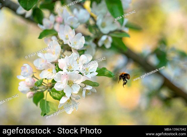 Apple tree flowers, white blossom, blurred natural background