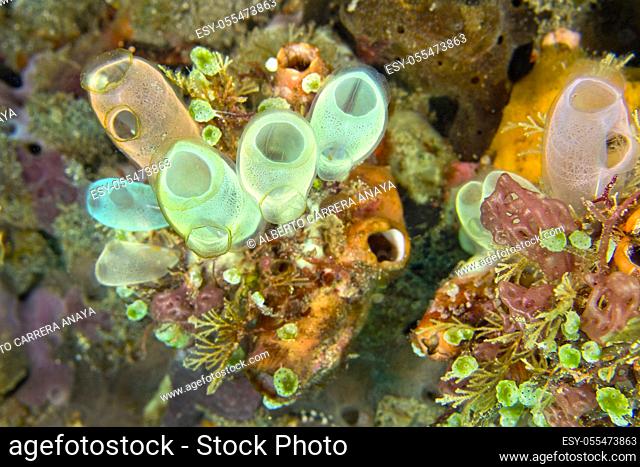 Ascidia, Tunicates, Clavelina robusta, Lembeh, North Sulawesi, Indonesia, Asia