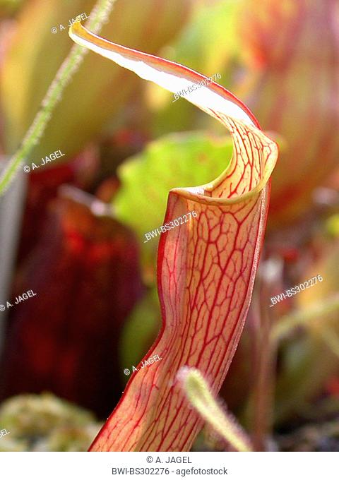 Sweet Pitcher Plant (Sarracenia rubra), leaves