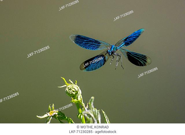 dragonfly in flight, Calopteryx splendens, male Bavaria, Garmany, Europe