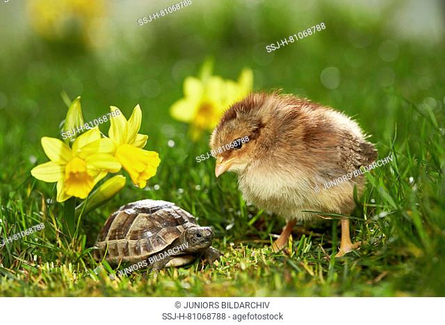 Welsummer Chicken. Chicken and young Mediterranean Spur-thighed Tortoise, Greek Tortoise (Testudo graeca) in flowering meadow in spring. Germany