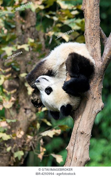 Giant Panda (Ailuropoda melanoleuca), two years, climbing tree, China Conservation and Research Centre for the Giant Panda, Chengdu, Sichuan, China