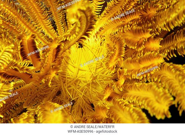 Feather Star, Crinoid, Oxycomanthus bennetti, West Escarceo, Puerto Galera, Mindoro, Philippines
