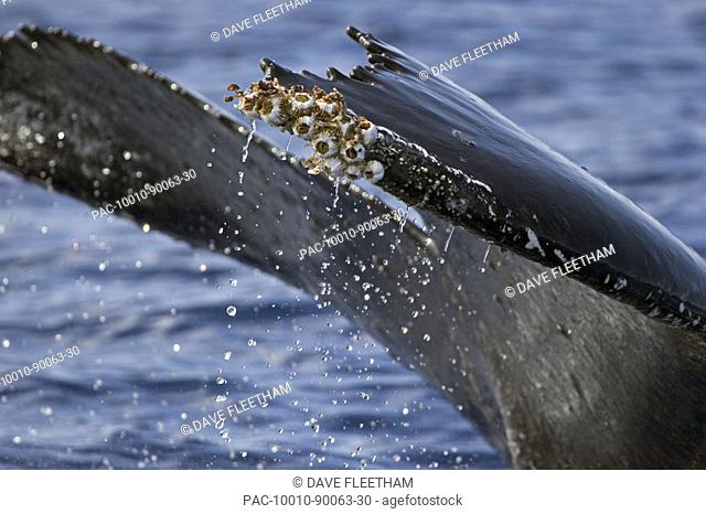Hawaii, Acorn barnacles (Coronula diaderma) and goose neck barnacles (Conchorderma auritum) attached to a humpback whale tail (Megaptera novaeangliae)