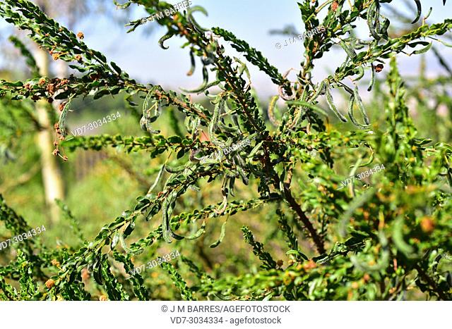 Kangaroo thorn or paradox acacia (Acacia paradoxa) is a big shrub native to Australia. Fruits (legumes) and leaves (phyllodes) detail