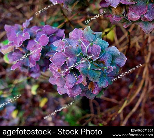 Image of hydrangea flowers in winter in purple and green colour shades. High quality photo