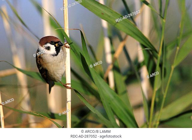 Tree Sparrow, Mecklenburg-Western Pomerania, Germany / Passer montanus