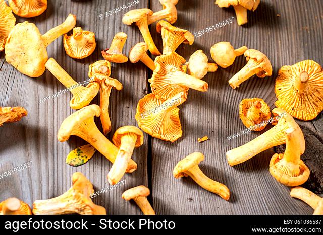 ?hanterelle mushrooms on wooden table