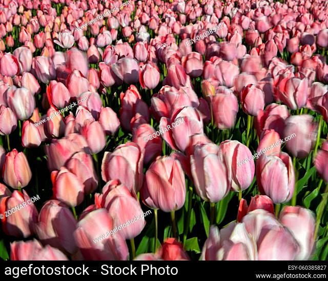 Bewegte Tulpen im Wind, Bollenstreek, Noordwijkerhout, Niederlande / Tulips moving in the wind, Bollenstreek area, Noordwijkerhout, Netherlands