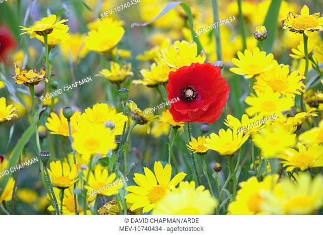 Poppy - with Corn Marigolds (Chrysanthemum segetum) (Papaver rhoeas)