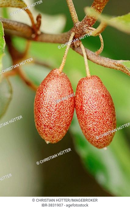 Thorny Elaeagnus (Elaeagnus pungens), fruits, native to China and Japan