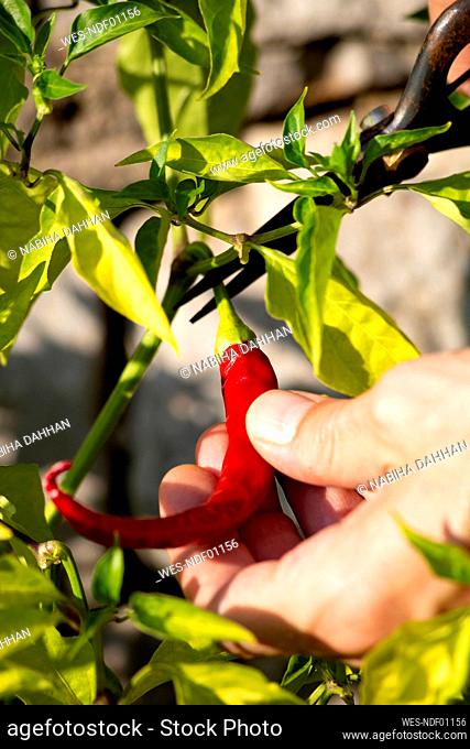 Hand of farm worker harvesting fresh red chili pepper while cutting stem