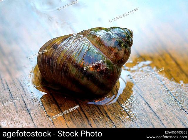 Marsh snail, Viviparidae, sits on a wooden walkway above a small garden pond