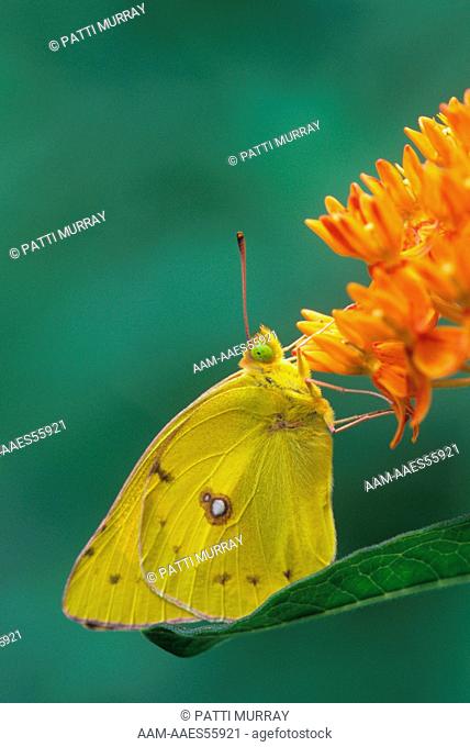Orange Sulphur on Butterfly Weed (Colias eurytheme) NJ