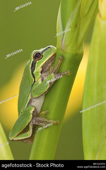 European tree frog (Hyla arborea) Rhineland-Palatinate, Germany, Europe