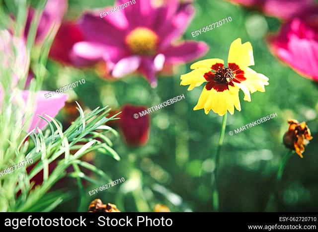 Flower meadow with different colored flowers. Spring and summer flower meadow. Romantic sight