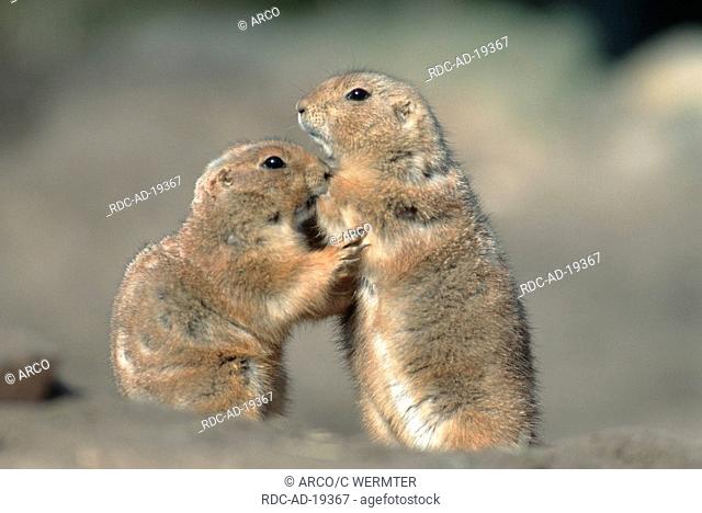Black-tailed Prairiedogs greeting each other Cynomys ludovicianus side