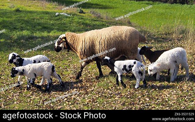 Lambs with sheep. Olost village countryside. Lluçanès region, Barcelona province, Catalonia, Spain