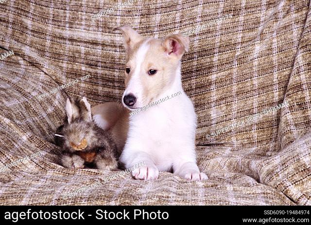 Collie puppy sitting in brown sofa with toy