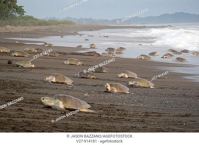 Group of female olive ridley sea turtles, Lepidochelys olivacea, climbing onto land to lay eggs, photographed in Costa Rica