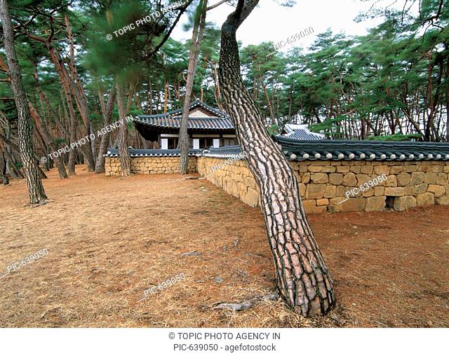 Pine, Traditional Korean-style House, Yeongwol-gun, Gangwon, Korea