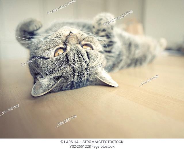 British shorthair cat lying on its back on kitchen table looking up