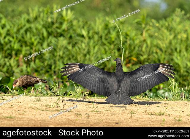 Black vulture in tropical Pantanal, Brasil, October 1, 2022. (CTK Photo/Ondrej Zaruba)