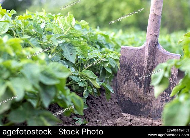 Shovel on the background of potato bushes. Digging up a young potato tuber from the ground on a farm. Digging potatoes with a shovel on a field of soil