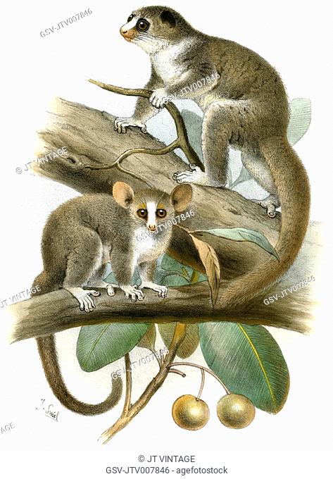 Lemurs, Opolemur Thomasi, Major, Microcebus Minor, Novitates Zoologicae Vol 1, Plate 1, J. Smit lithograph, 1894
