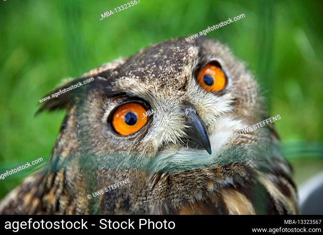 Eagle owl in the Kruetzen Zoo near Lauenburg