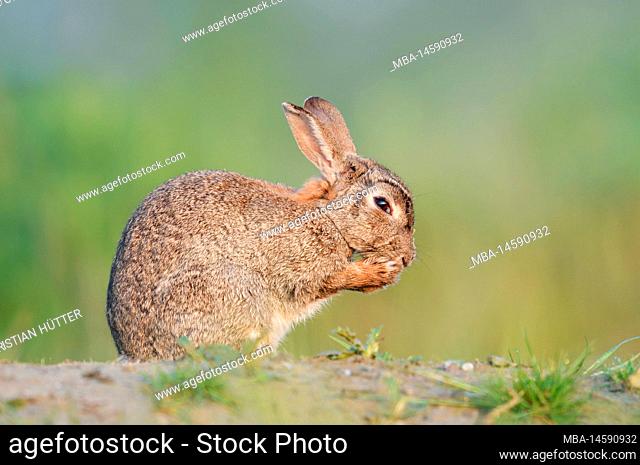 Wild rabbit (Oryctolagus cuniculus) preening, North Rhine-Westphalia, Germany